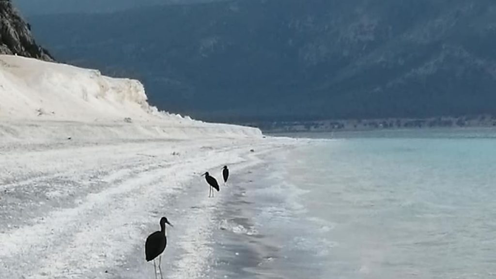 Kara Leylekler Salda Gölünde