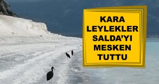 Kara Leylekler Salda Gölü Sahillerinde